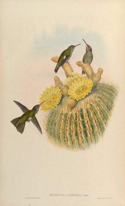 Phaeoptila sordidus = Cynanthus sordidus af John Gould
